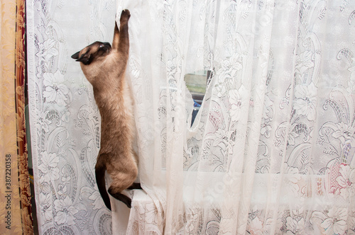 siamese cat hanging on a white tulle curtain, spoiling home curtains