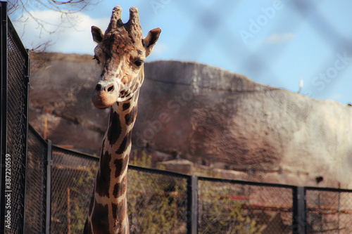 Photography Zoo