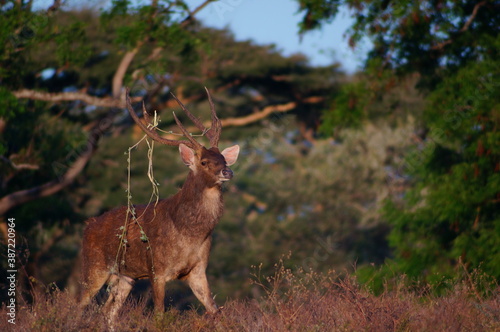 Fototapeta Naklejka Na Ścianę i Meble -  deer in the forest