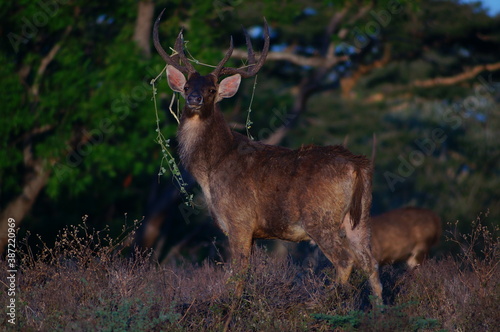 Fototapeta Naklejka Na Ścianę i Meble -  deer in the forest