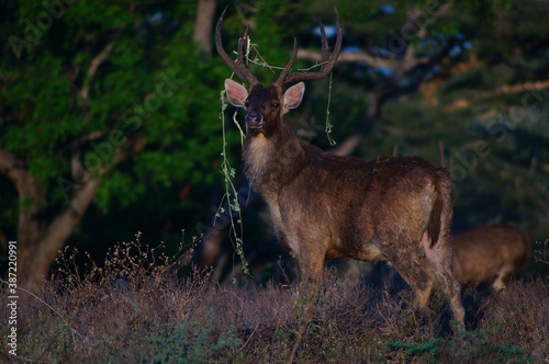 Fototapeta Naklejka Na Ścianę i Meble -  deer in the forest