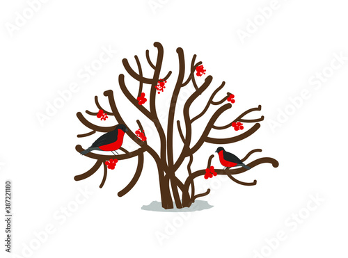 Bush, tree on an isolated white background. Bullfinch on a branch. Winter. Bird.