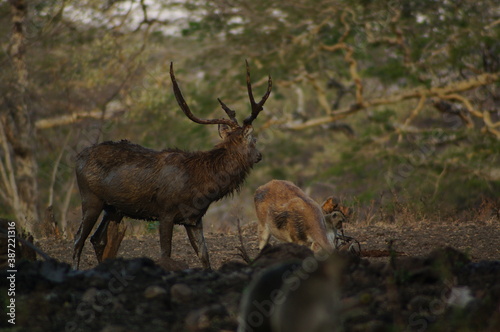 Fototapeta Naklejka Na Ścianę i Meble -  deer in the forest