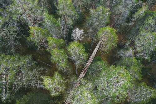 Forest trail stairway  photo