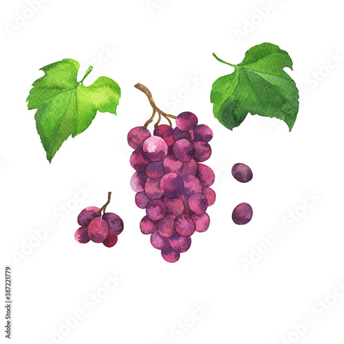 Purple grape berries and green leaves on white background. Hand drawn watercolor illustration.