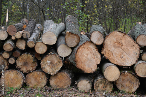 stack of logs in the forest