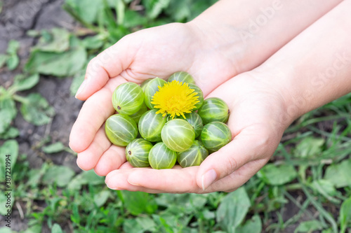 gooseberries in the palms