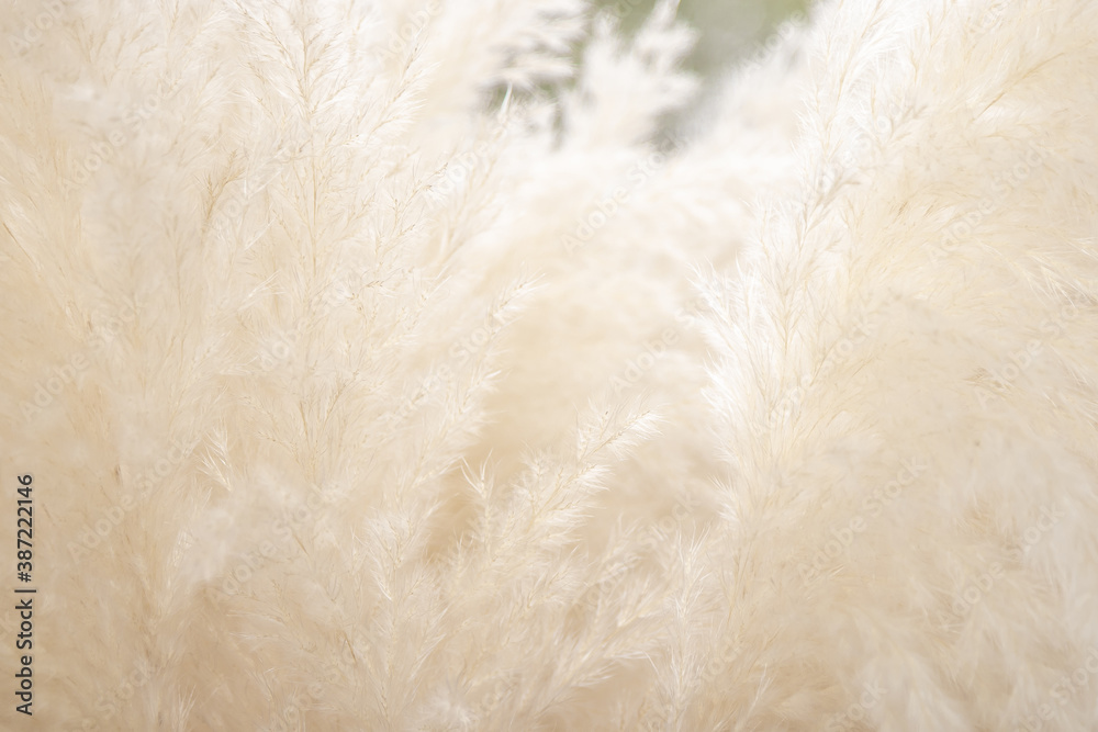 Naklejka premium close up of a wheat