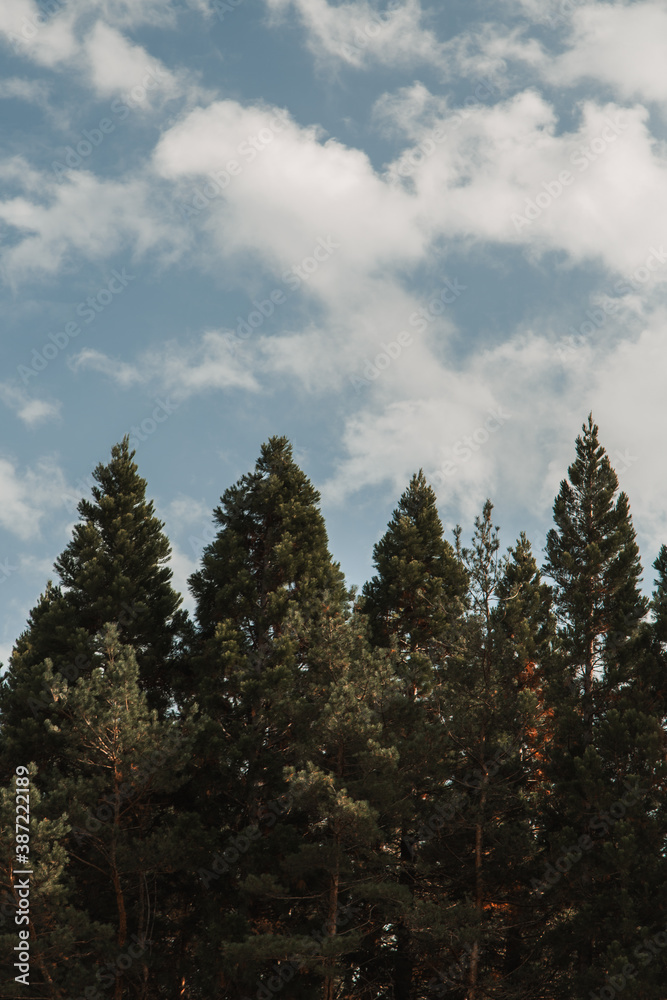 clouds over the coniferous forest