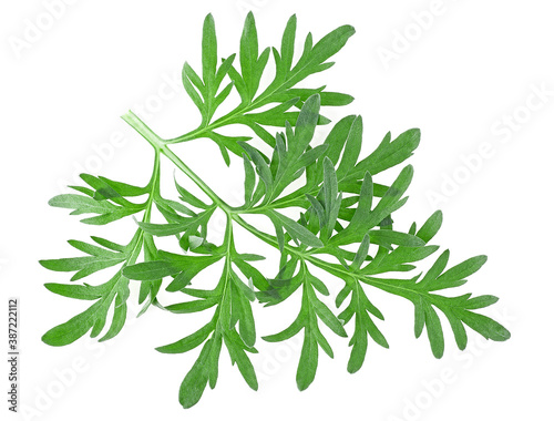 Isolated image of artemisia medicinal herb plant. Sprig of medicinal wormwood. Sagebrush.