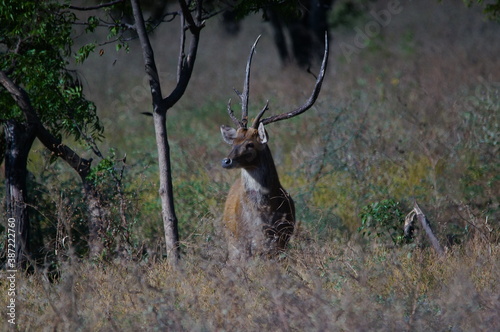 Fototapeta Naklejka Na Ścianę i Meble -  deer in the forest