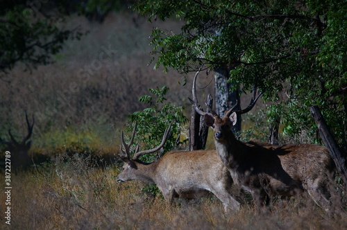 Fototapeta Naklejka Na Ścianę i Meble -  deer in the forest