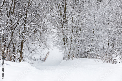 Winter snowy forest.
