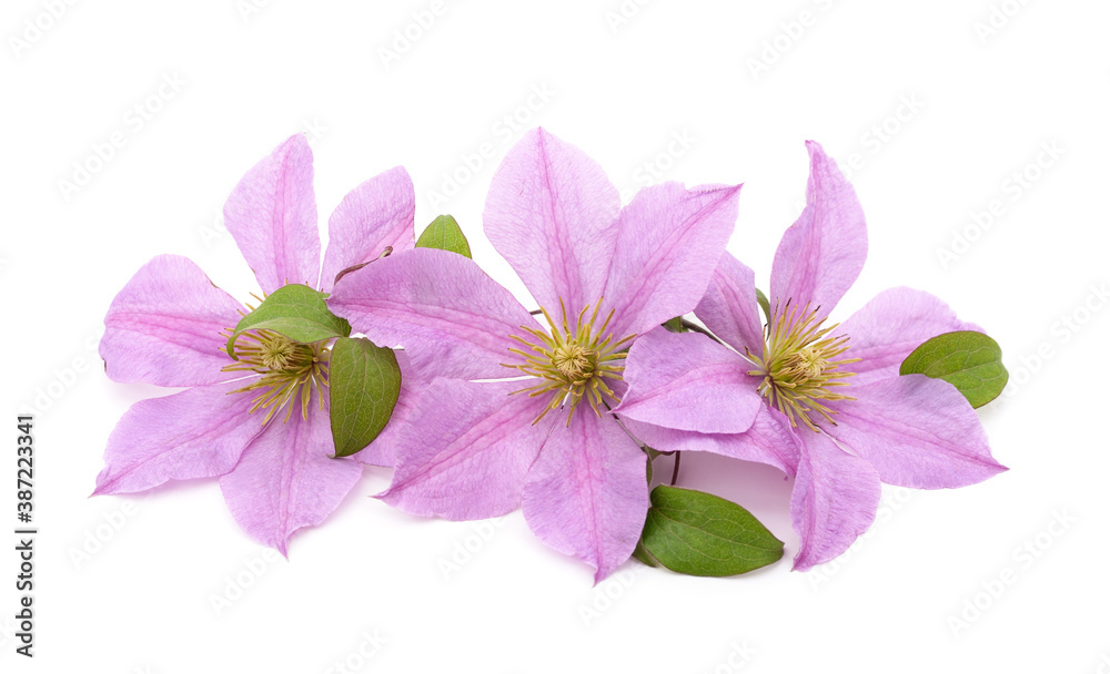 Purple clematis with green leaves. Purple clematis with green leaves.