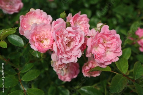 Wallpaper Mural Pink roses growing in the park Torontodigital.ca
