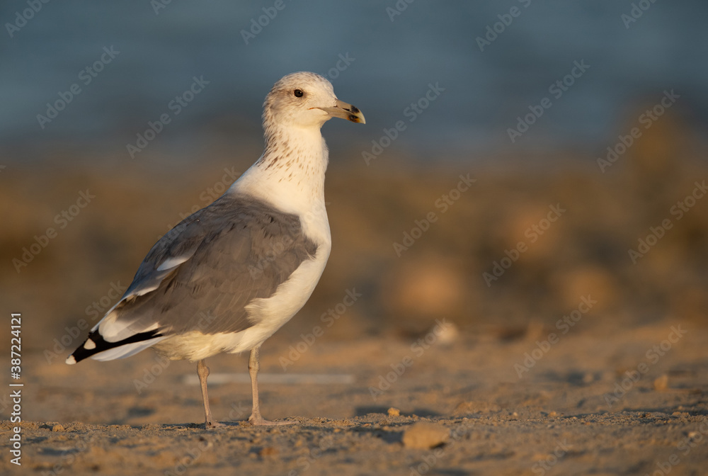 Lesser Black-backed Gull at Busaiteen coast, Bahrain Lesser Black-backed Gull at Busaiteen coast, Bahrain