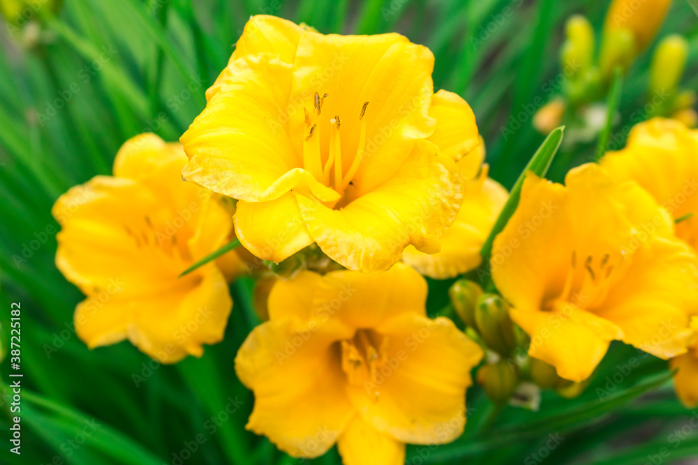 Yellow daylily flowers on a green background. Hello spring Yellow daylily flowers on a green background. Hello spring