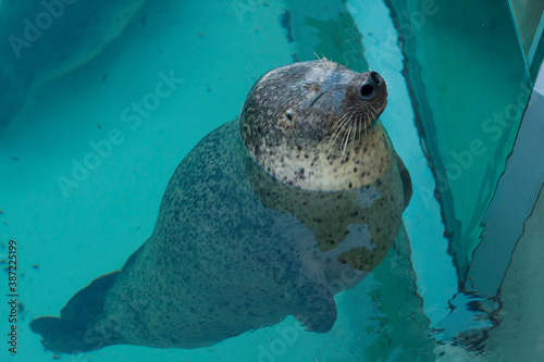 のんびり浮かぶゴマフアザラシ