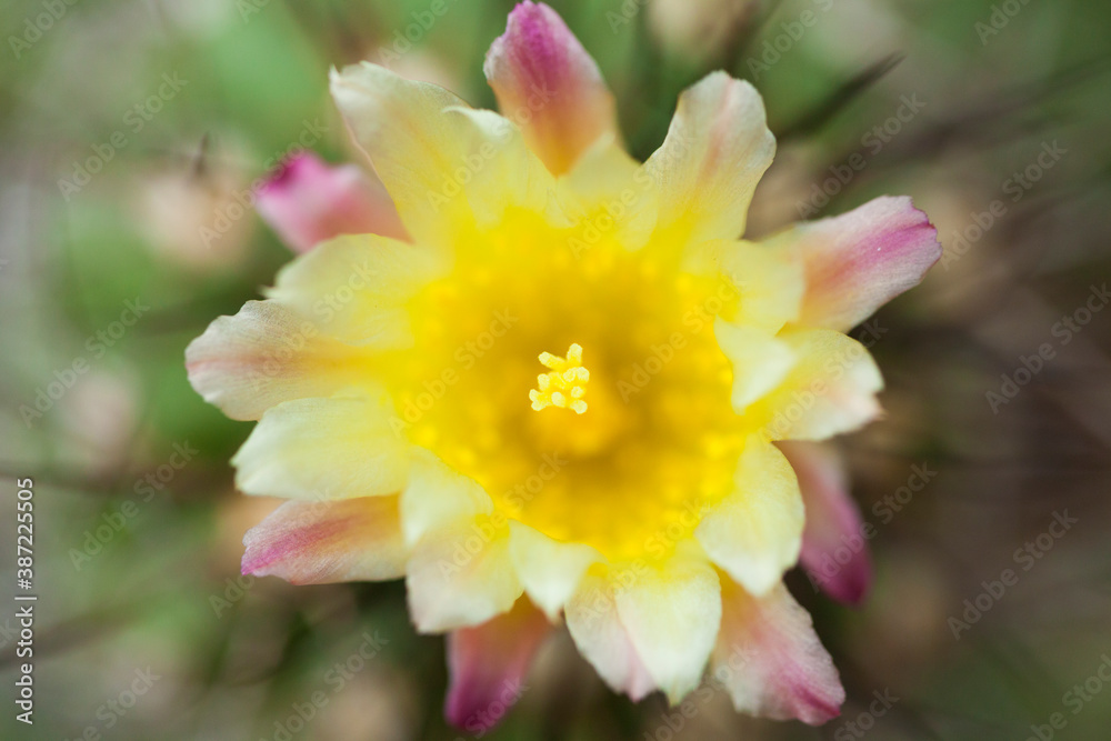 Fototapeta premium サボテンの花
