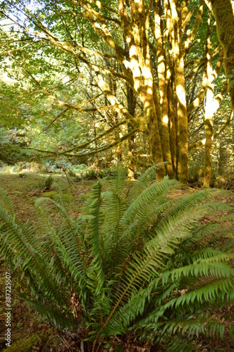 Hiking and camping in the enchanting forest around Shi Shi Beach on the Olympic Peninsula of Washington State  USA