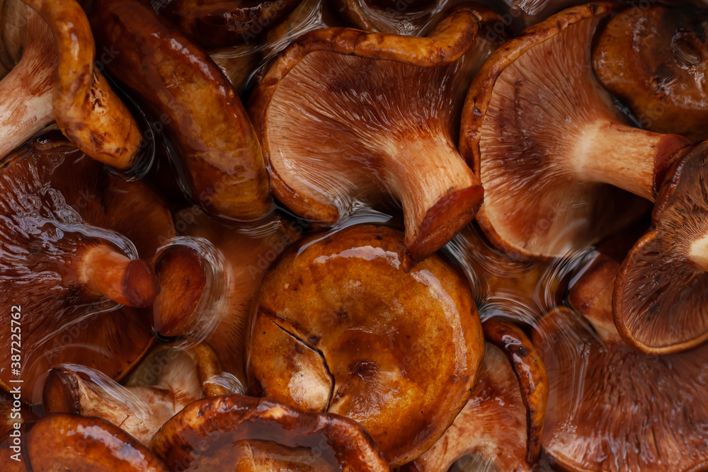 Fototapeta premium Mushrooms in a bucket