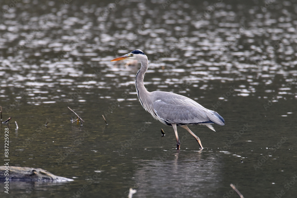 Graureiher beim Fischfang Graureiher beim Fischfang