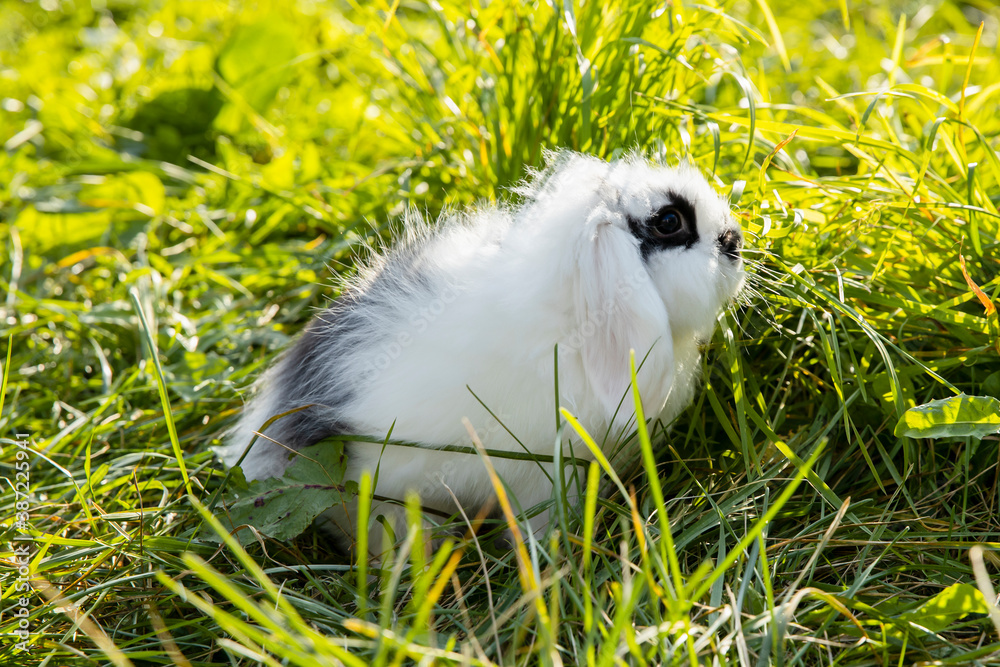 White rabbit with black spots mini lop sits on the lawn White rabbit with black spots mini lop sits on the lawn