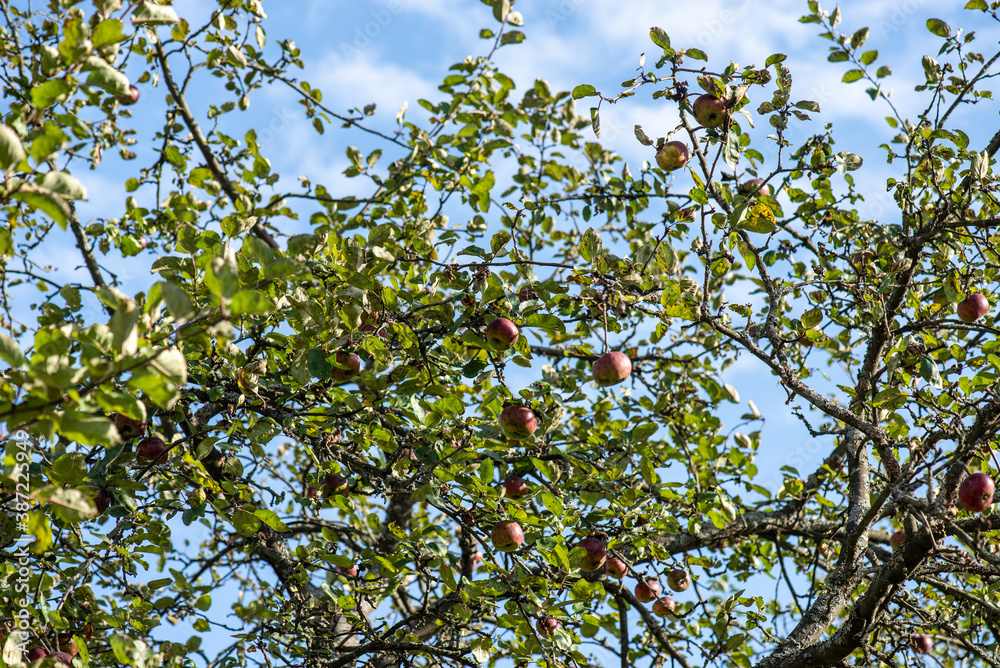 Natural organic apples are harvested in autumn