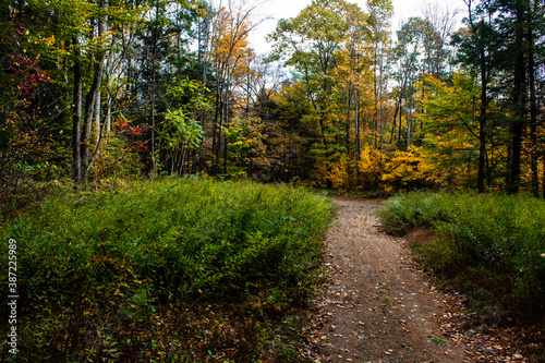 path in the forest