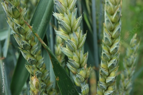 Green ears of ripening rye