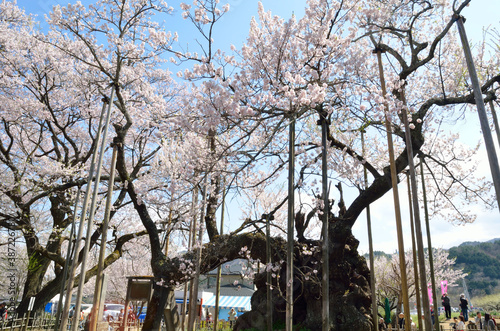 神代桜