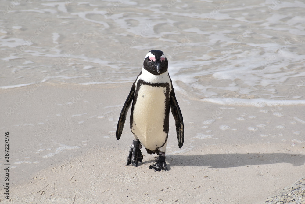 Fototapeta premium Penguin coming out of the sea