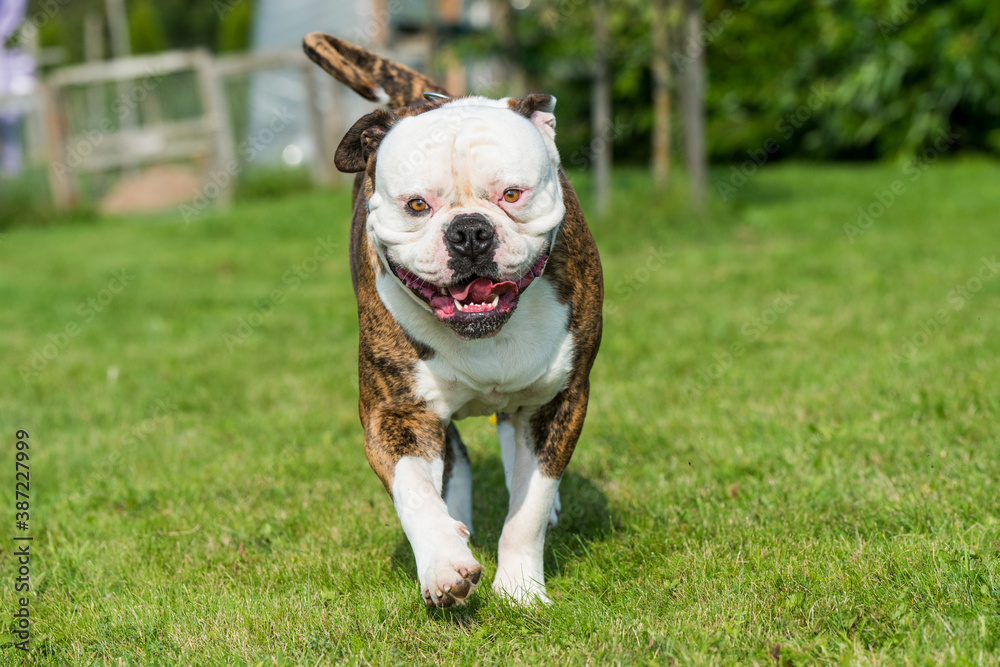 Brindle coat American Bulldog dog in move on grass