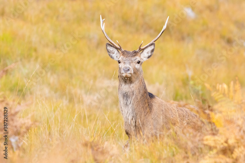 Red deer stag  Cervus elaphus  through long grass in autumn
