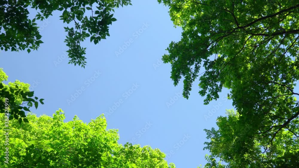 Blue sky around trees with foliage in green forest