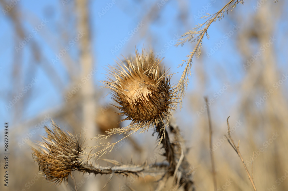Field Thistle in autumn . Russia city of Tambov . Field Thistle in autumn . Russia city of Tambov .