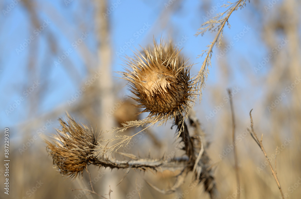 Field Thistle in autumn . Russia city of Tambov . Field Thistle in autumn . Russia city of Tambov .