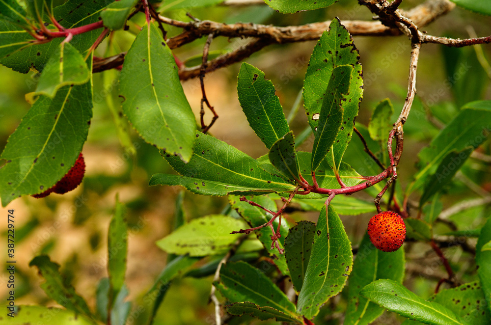 Strawberry tree leaves and fruit - Arbutus unedo Strawberry tree leaves and fruit - Arbutus unedo