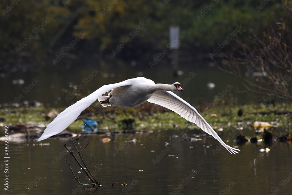 Obraz premium Schwan während des Fluges