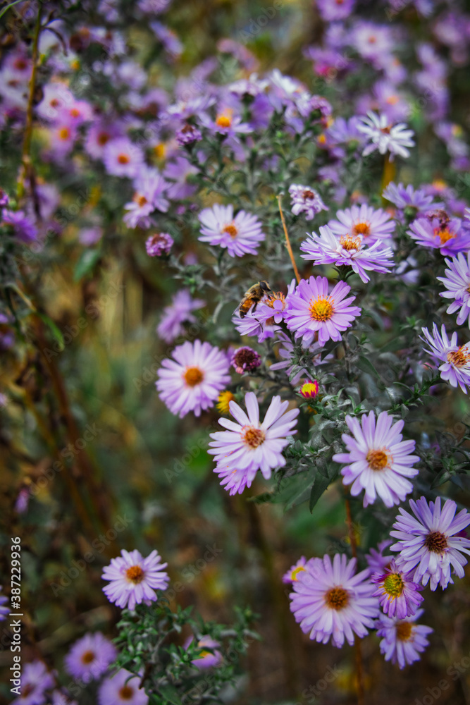 Fototapeta premium blooming purple Alpine Aster