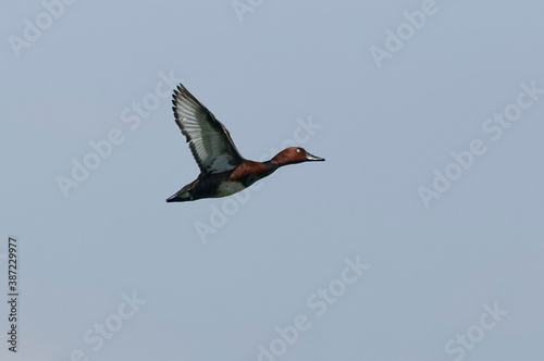 Ferruginous Duck (Aythya nyroca) in Danube Delta