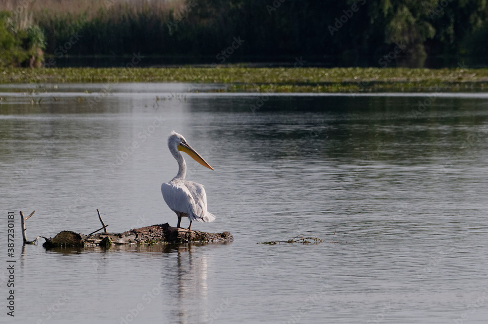 Dalmatian Pelican (Pelecanus crispus) in Danube Delta