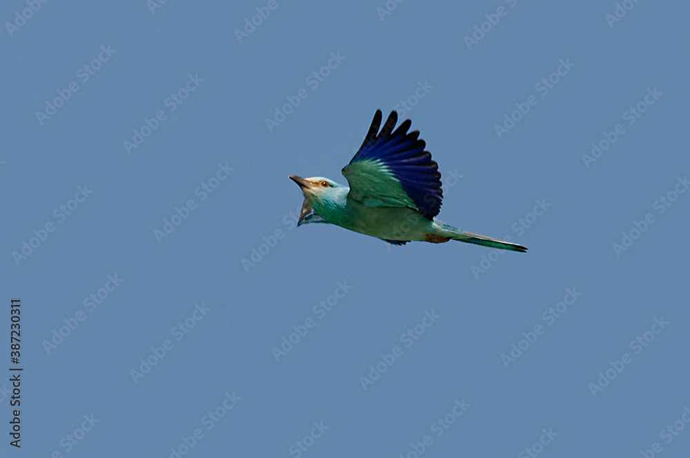 European Roller (Coracias garrulus) in Danube Delta European Roller (Coracias garrulus) in Danube Delta