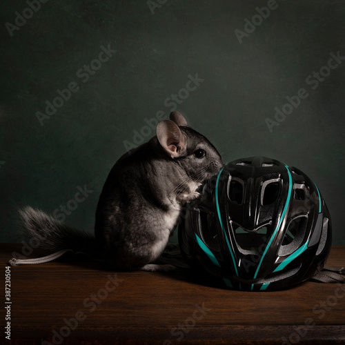 Cute chinchilla in a still life setting with bike assessories on a table photo