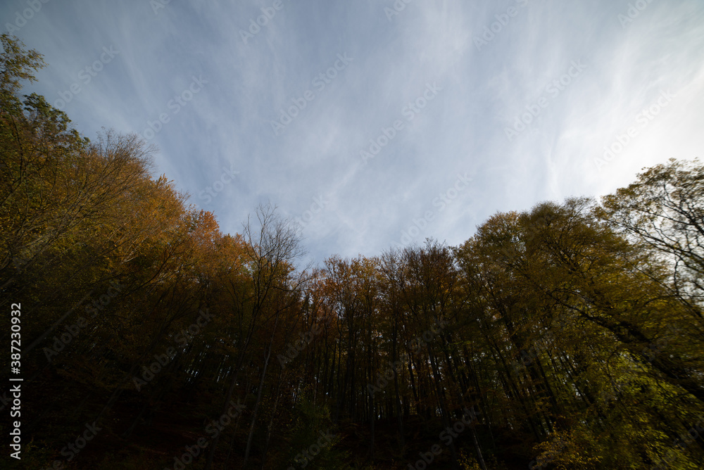 Obraz premium Blue sky over the trees in the forest