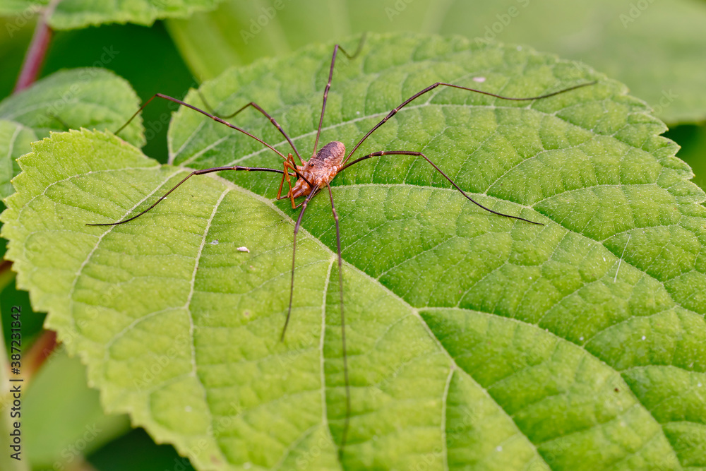 Spider haymaker (Phalangium opilio) waits for prey on the leaves of Gortensia Spider haymaker (Phalangium opilio) waits for prey on the leaves of Gortensia