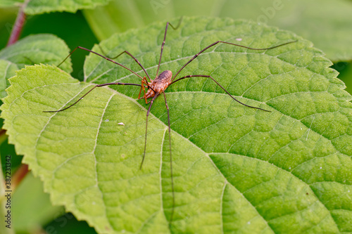  Spider haymaker (Phalangium opilio) waits for prey on the leaves of Gortensia photo