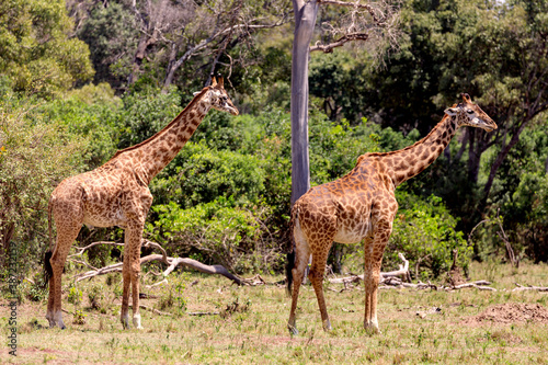 Giraffen in der Masai Mara  Safari in Kenia.
