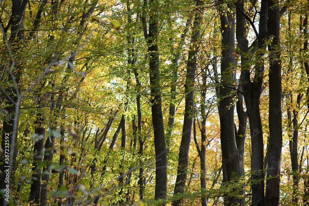 Beautiful autumn deciduous forest in the afternoon Beautiful autumn deciduous forest in the afternoon