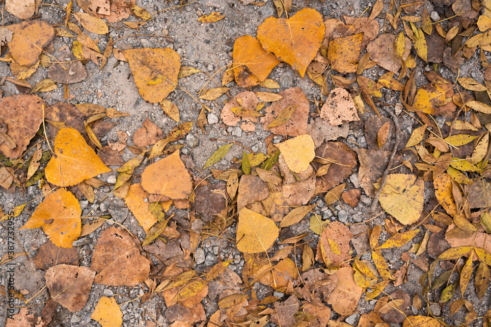 Orange and yellow birch leafs on the ground
